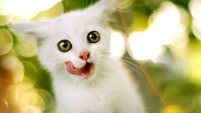 White Kitten Licking — Playful