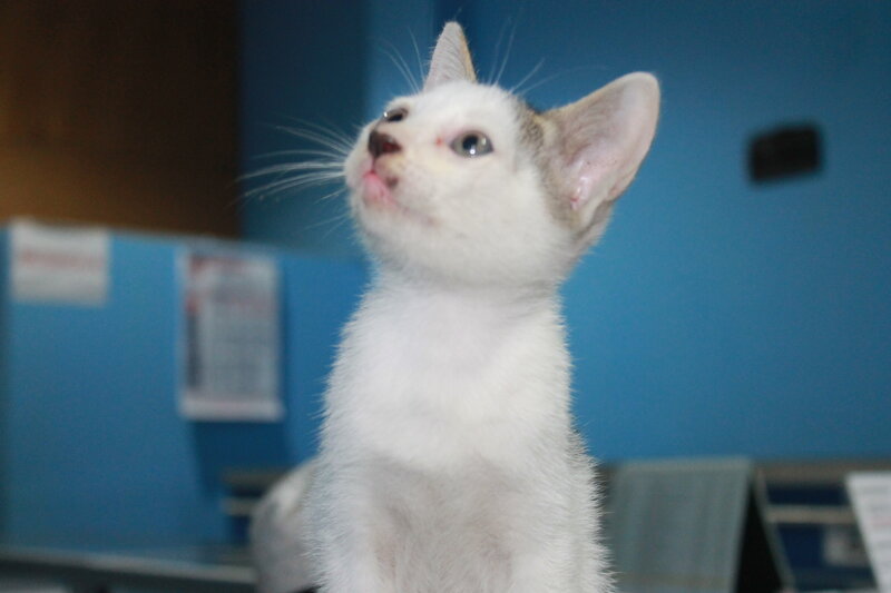 White Kitten Looking Up — Curious