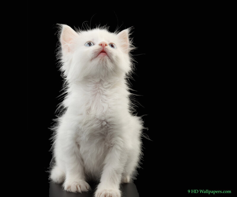 White Kitten Looking Up — Innocent