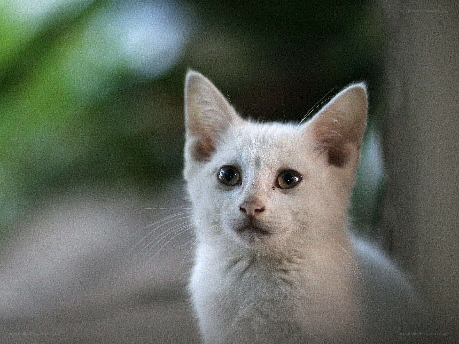 white kitten looking up