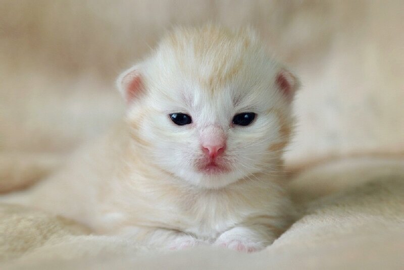 White Kitten Lying — Calm