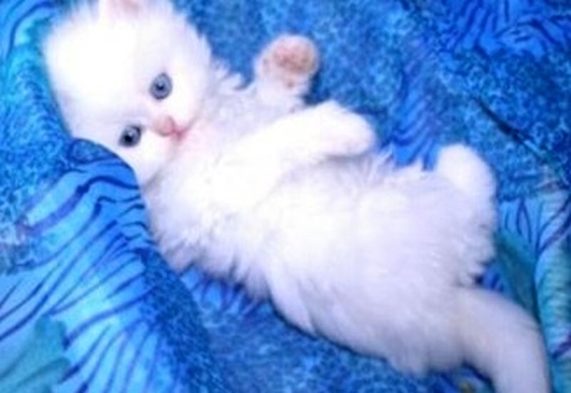 White Kitten Lying Down — Blue