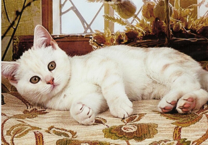 White Kitten Lying Down — Calm, Autumn