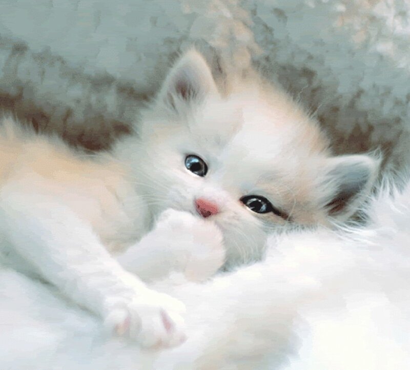 White Kitten Lying Down — Calm, Painting