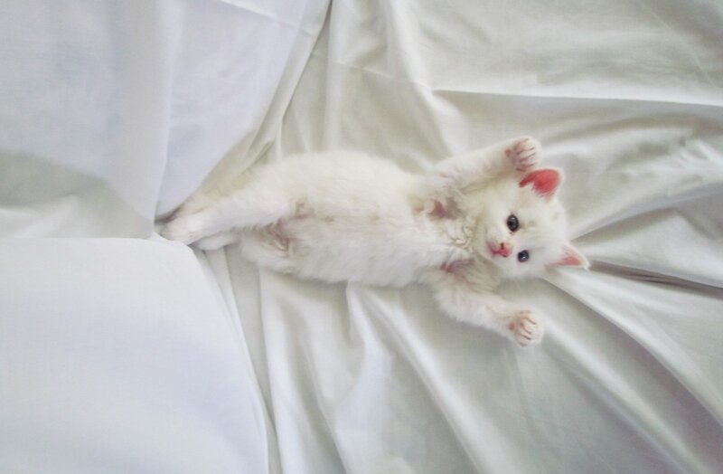 White Kitten Lying Down — Calm, Photograph, Bed