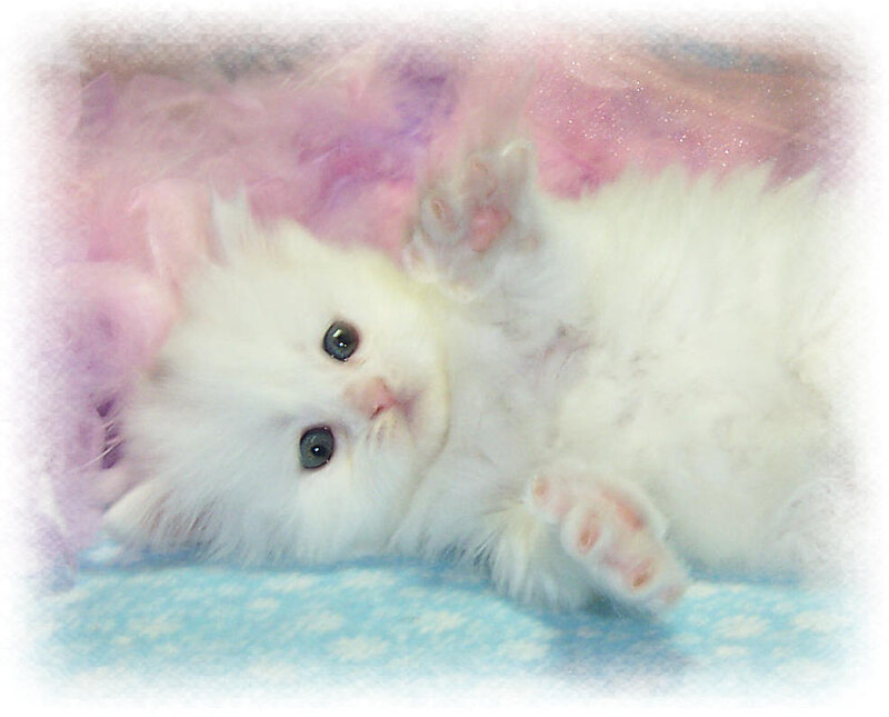 White Kitten Lying Down — Calm, Photograph, Blanket, Pillow
