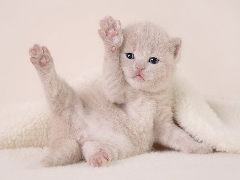 White Kitten Lying Down — Calm, Photograph, Blanket