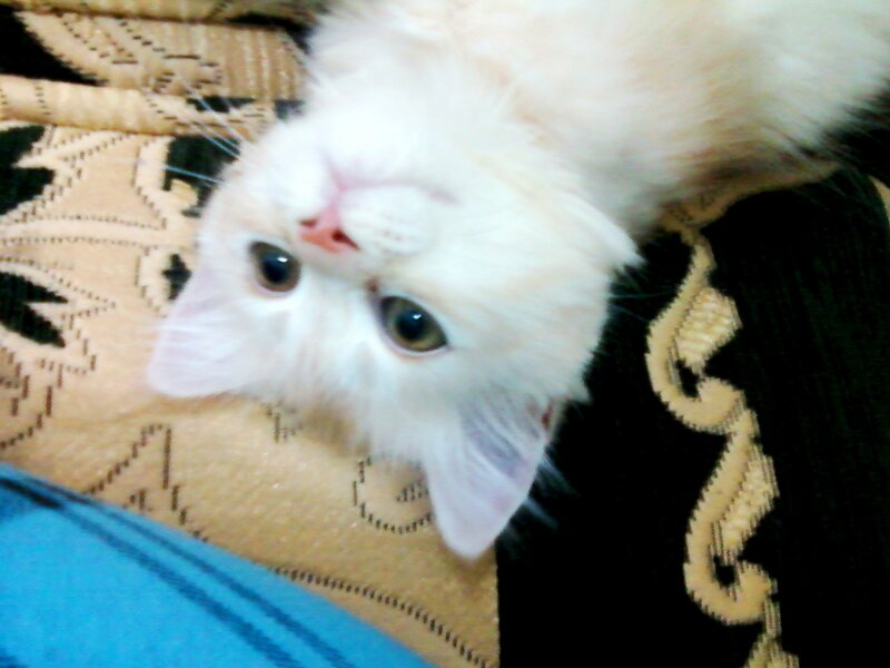 White Kitten Lying Down — Calm, Photograph, Cushion
