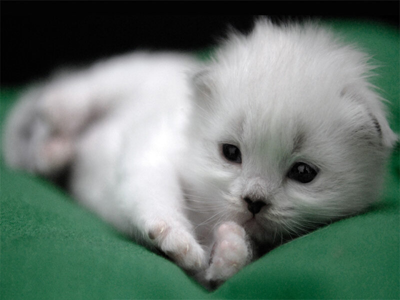 White Kitten Lying Down — Calm, Photograph, Green Surface