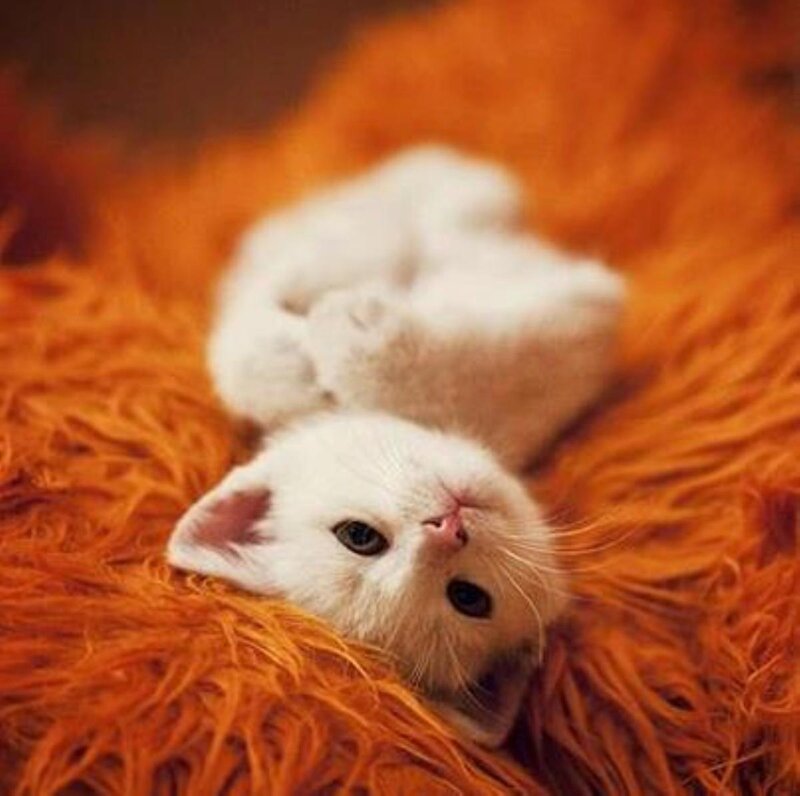 White Kitten Lying Down — Calm, Photograph, Orange Rug