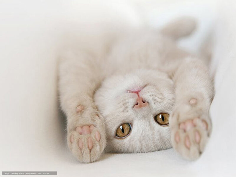 White Kitten Lying Down — Calm, Photograph, Paws