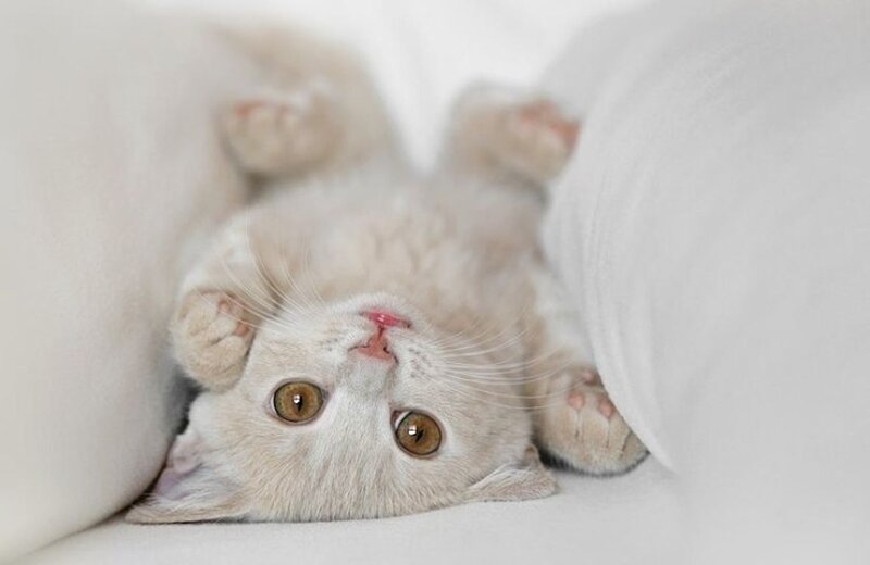 White Kitten Lying Down — Calm, Photograph, Pillow, Bed
