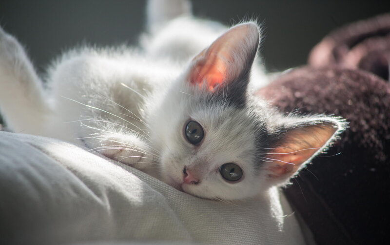 White Kitten Lying Down — Calm, Photograph, Pillow, Blanket