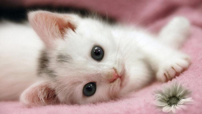 White Kitten Lying Down — Calm, Photograph, Pink Blanket