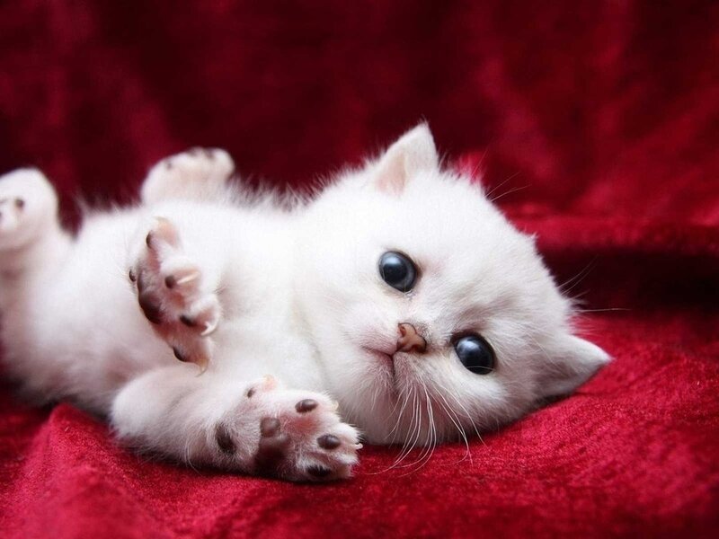 White Kitten Lying Down — Calm, Photograph, Red Blanket