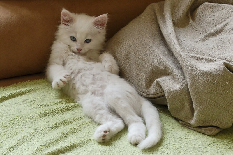 White Kitten Lying Down — Calm, Photograph