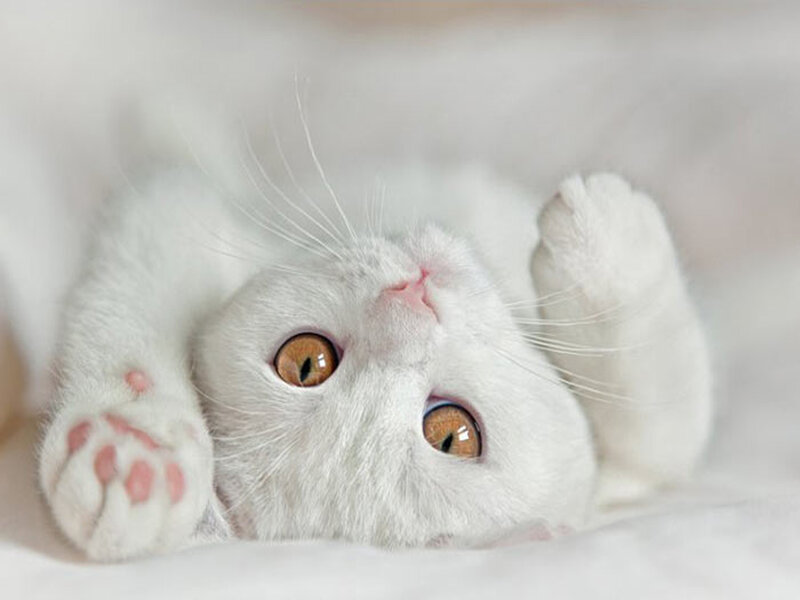 White Kitten Lying Down — Calm