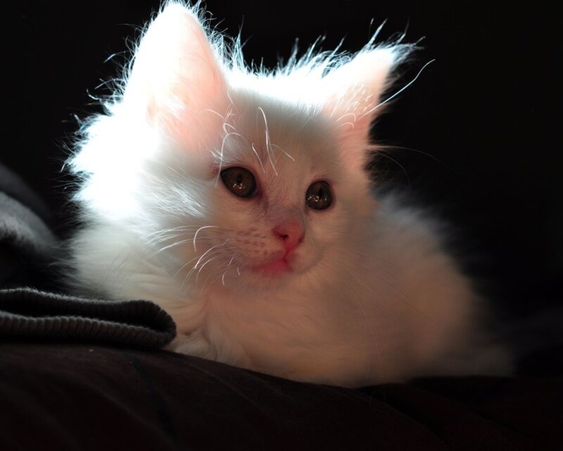 White Kitten Lying Down — Dramatic