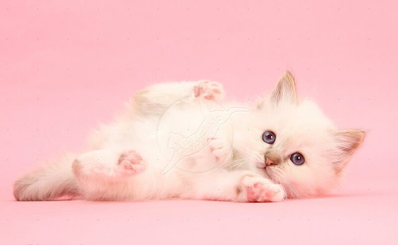 White Kitten Lying Down — Pink, Calm, Photograph, Pink Background