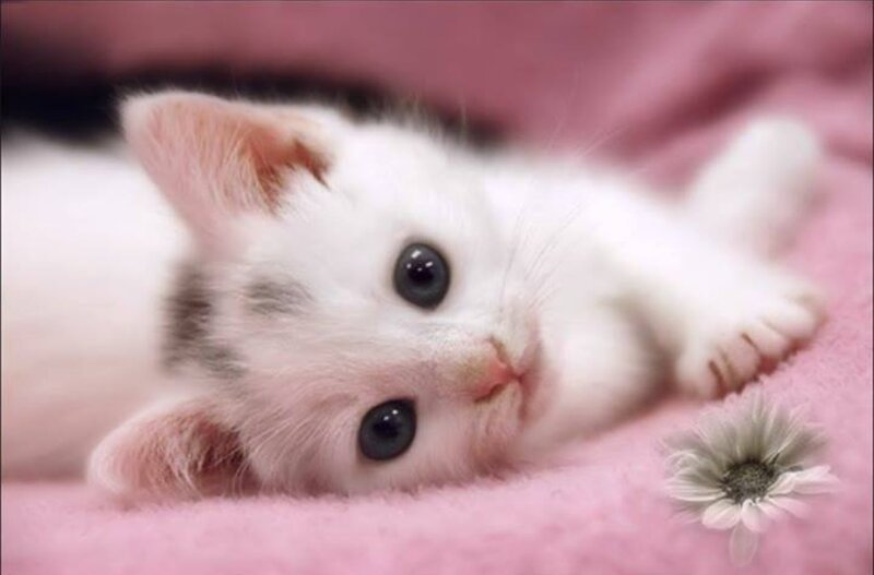 White Kitten Lying Down — Pink, Calm, Photograph, Pink Blanket