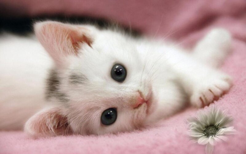White Kitten Lying Down — Pink, Calm, Photograph