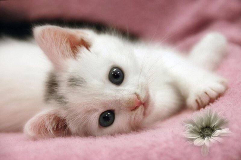 White Kitten Lying Down — Pink