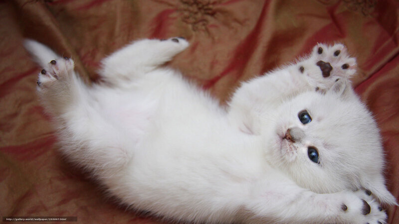 White Kitten Lying Down — Playful, Photograph, Blanket