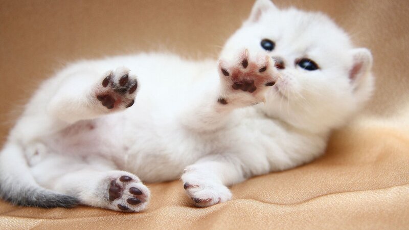 White Kitten Lying Down — Playful, Photograph, Paws