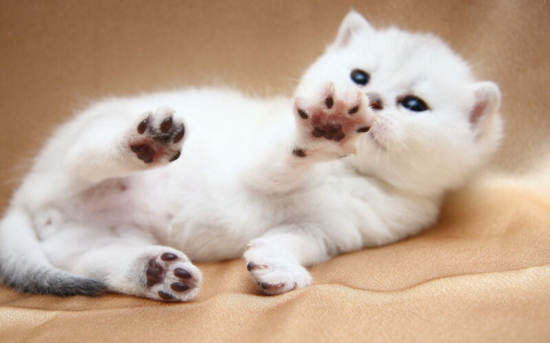 White Kitten Lying Down — Playful, Photograph