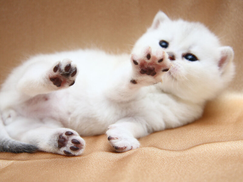 White Kitten Lying Down — Playful
