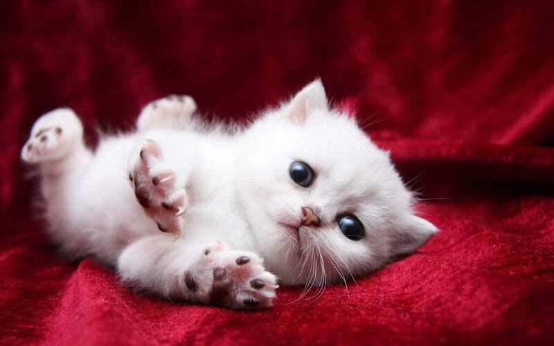 White Kitten Lying Down — Red