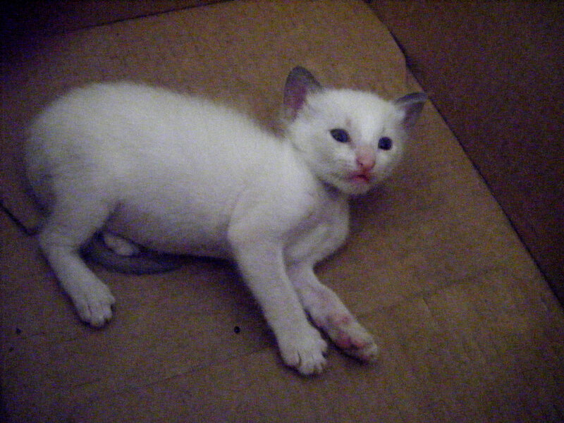 white kitten lying down