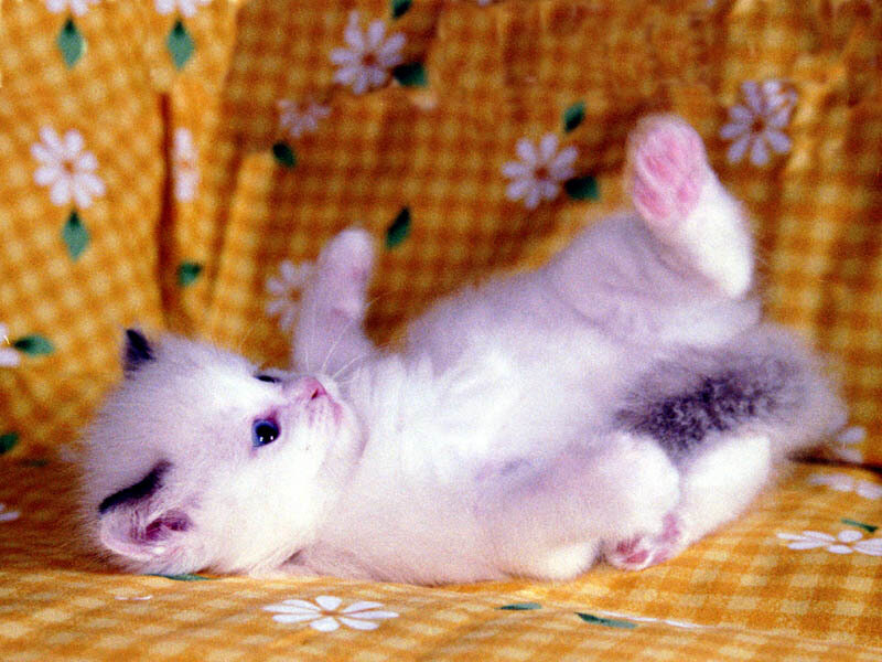 White Kitten Lying Down — Yellow, Playful