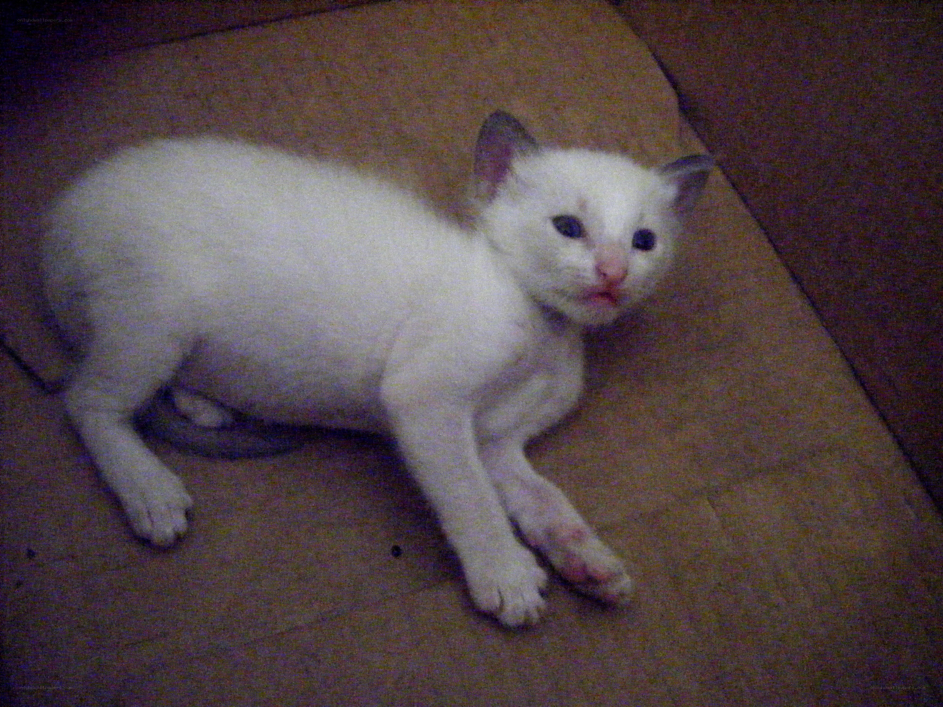 white kitten lying down
