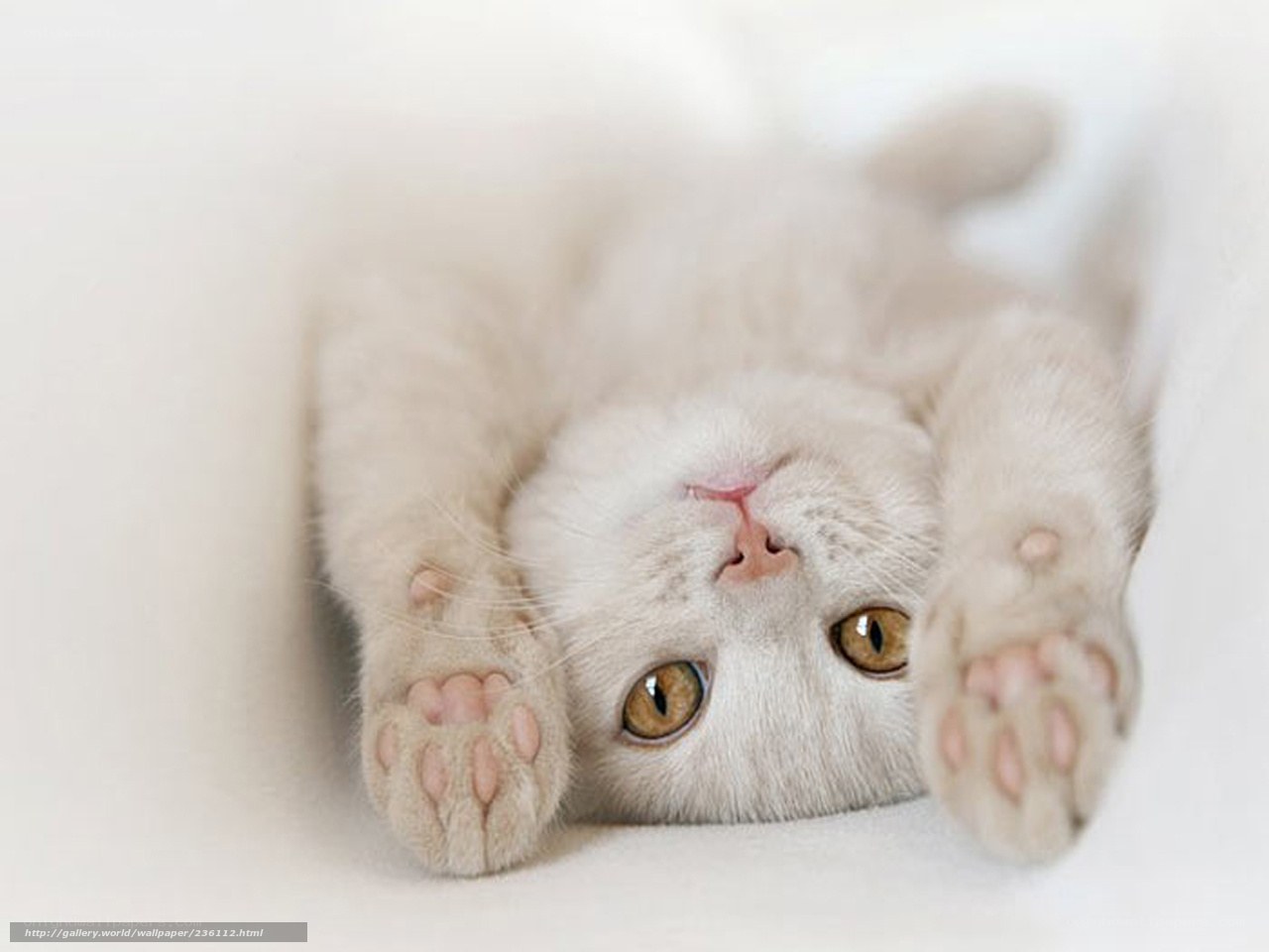 white kitten lying on back
