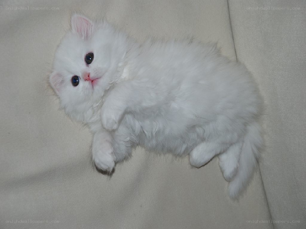 White kitten lying on back