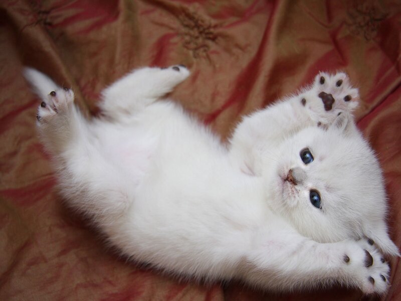 White kitten lying on back