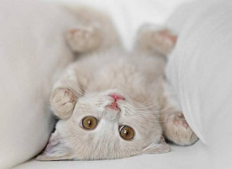 White Kitten Lying on Back — Calm