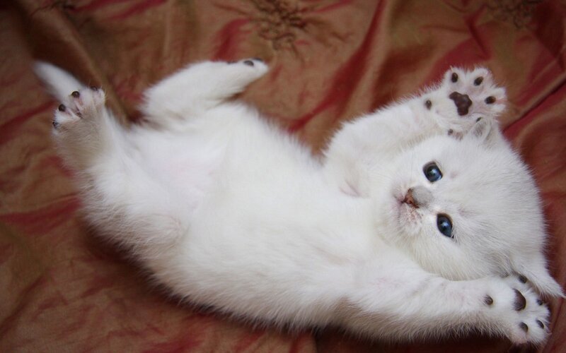 White Kitten Lying on Back — Playful, Photograph, Bedding