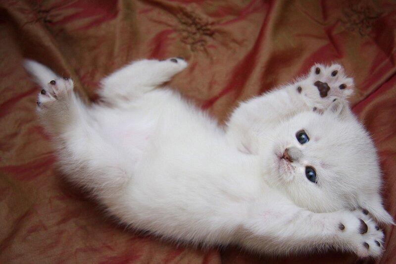 White Kitten Lying on Back — Playful, Photograph, Paws, Bed