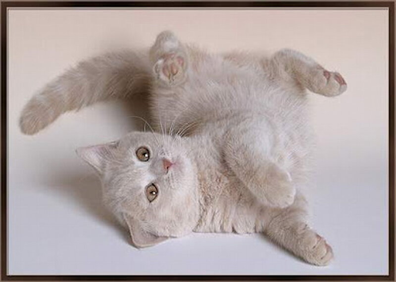 White Kitten Lying on Back — Playful, Photograph
