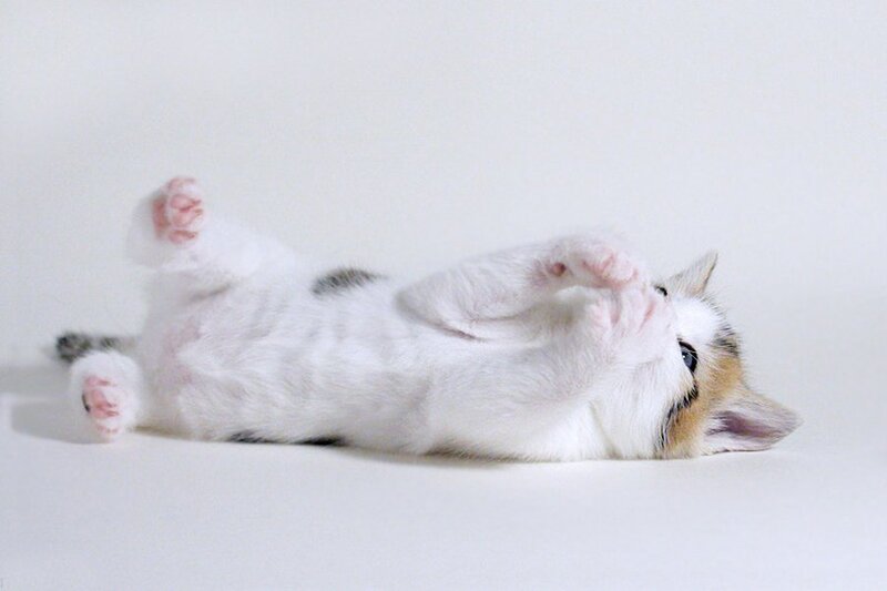 White Kitten Lying on Back — Playful