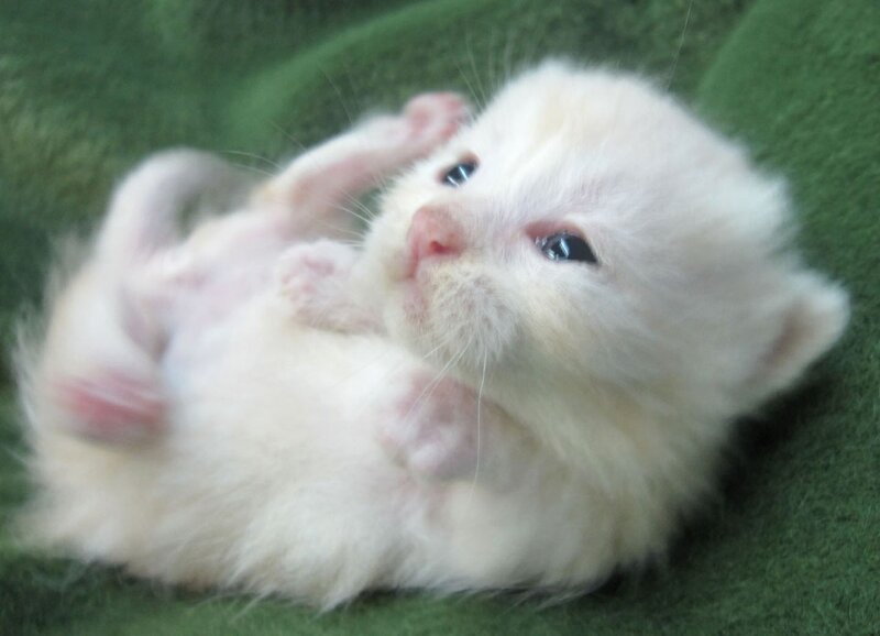 White kitten lying on its back