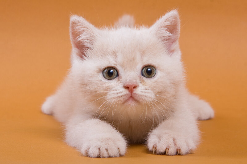 White Kitten Lying
