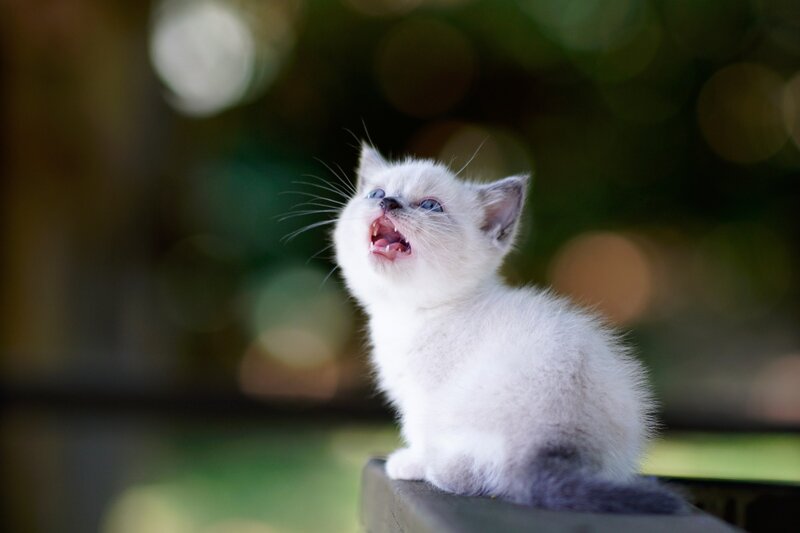 White Kitten Meowing — Playful