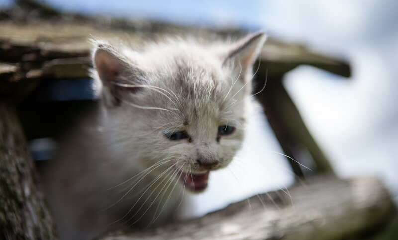 White Kitten Meowing