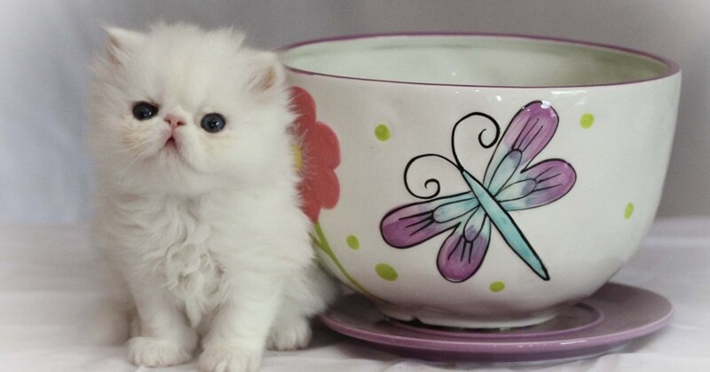 White Kitten Next to Bowl