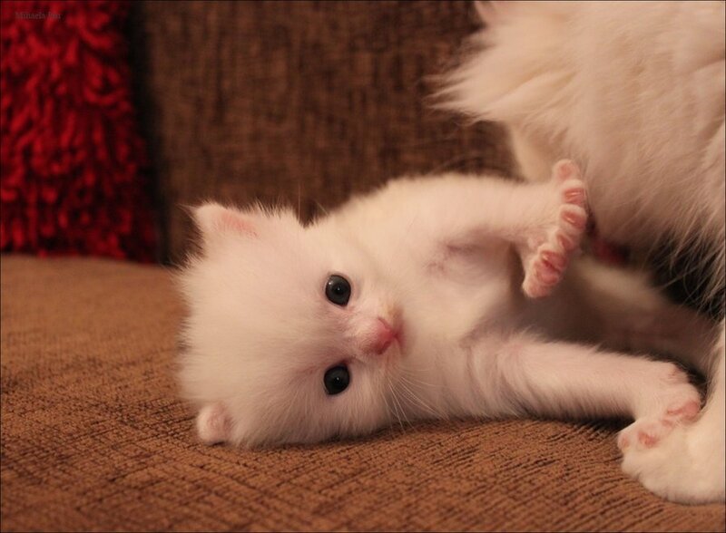 White Kitten Nursing