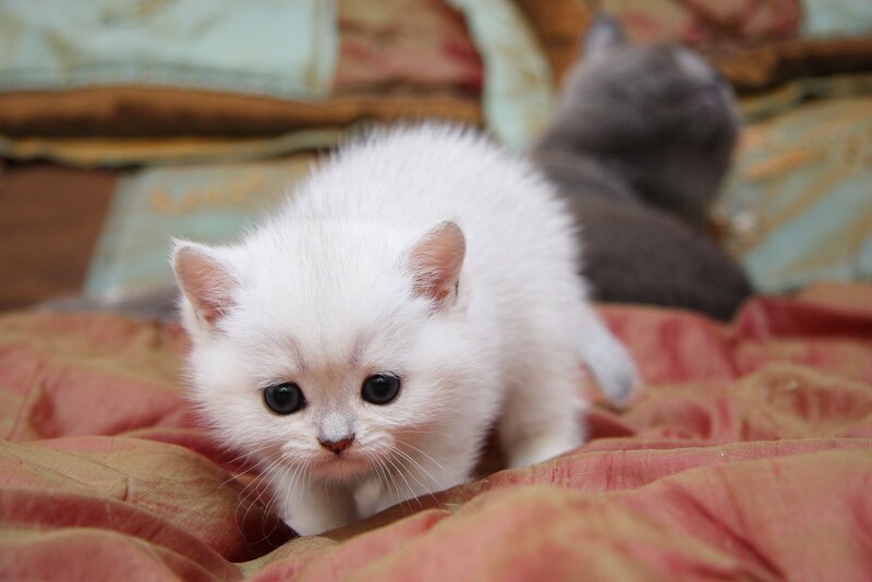 White kitten on a blanket