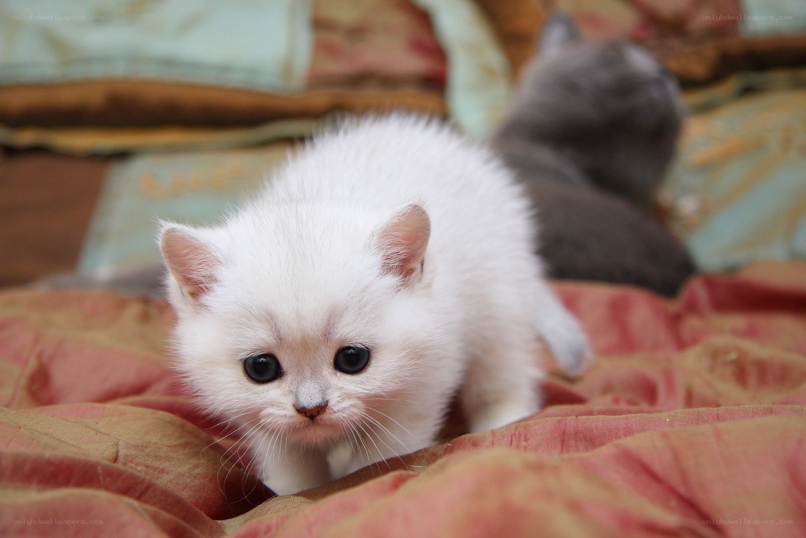 White kitten on a blanket